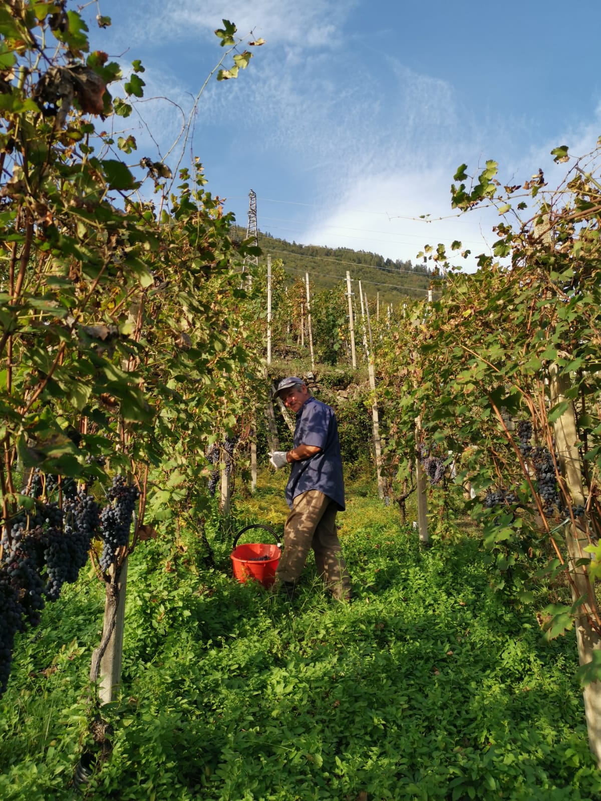 Danilo che raccoglie uva in una vigna della Valtellina, Italia, durante la vendemmia