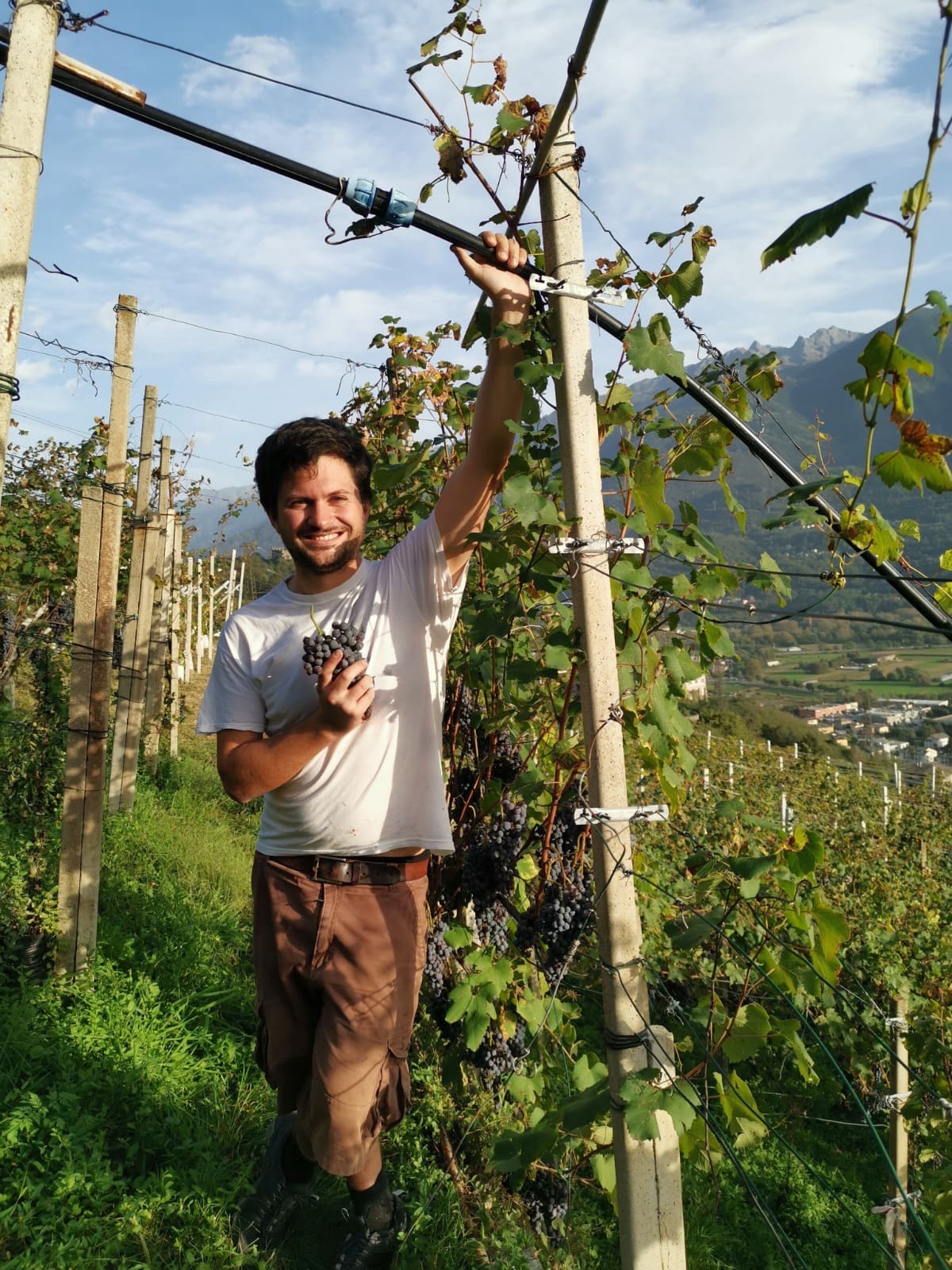 Giovane in piedi in una vigna della Valtellina, Italia, durante la vendemmia